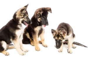 allentown dog training