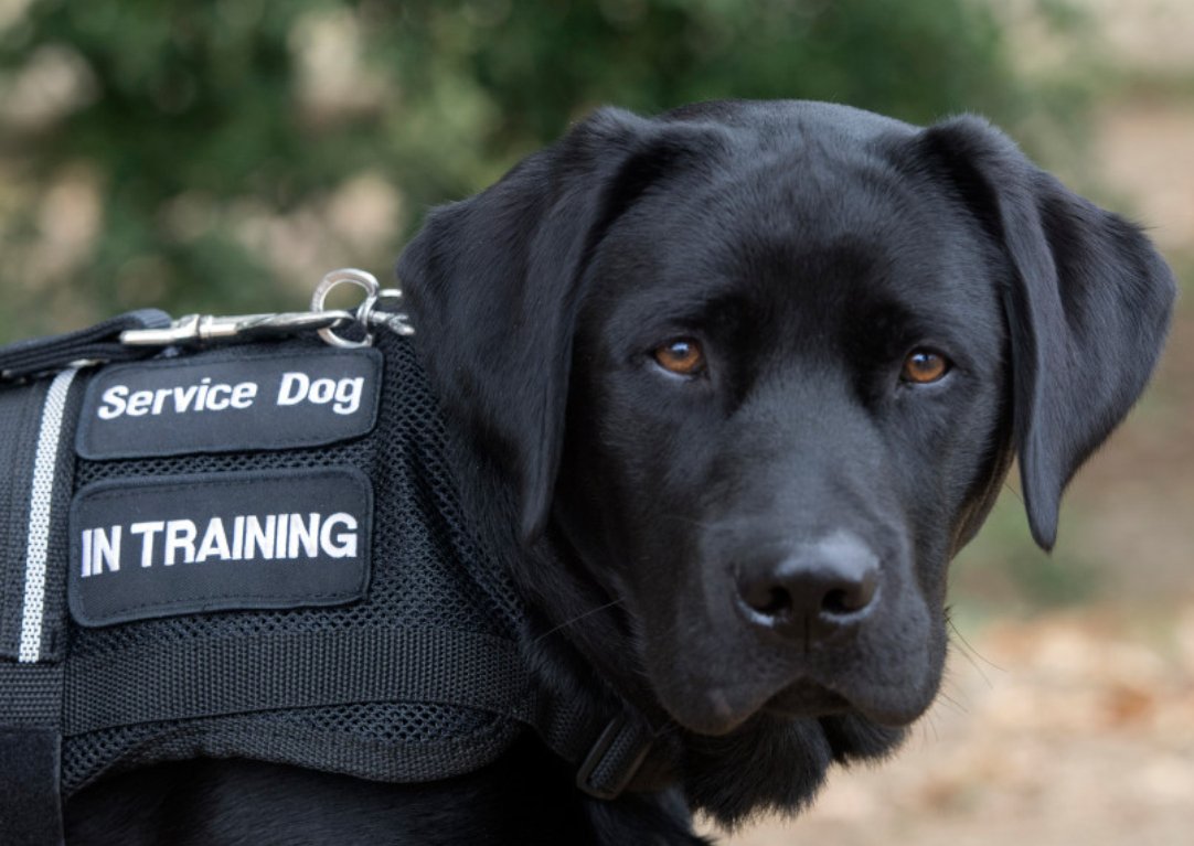Read more about the article Why Service Dogs Can Go Anywhere.