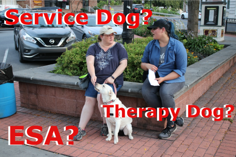 Read more about the article The 3 Kinds of Assistance Dogs!
