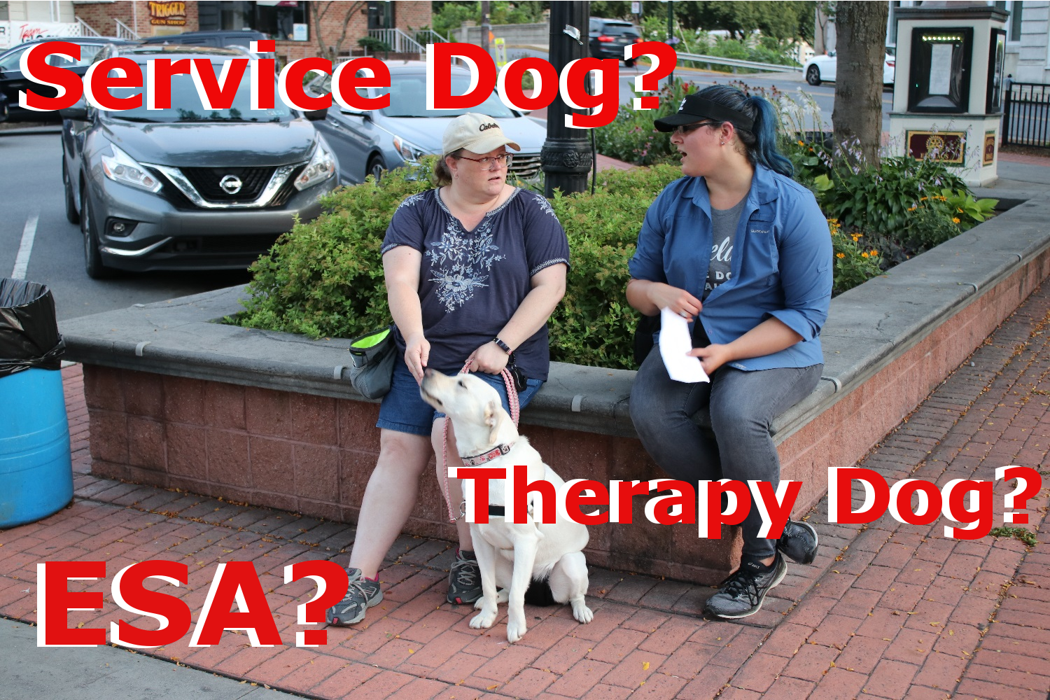 Read more about the article The 3 Kinds of Assistance Dogs!
