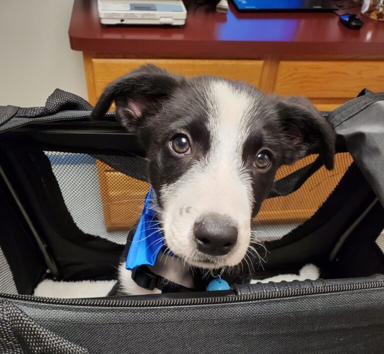 Read more about the article Trainer Reacts to Bad Puppy Advice