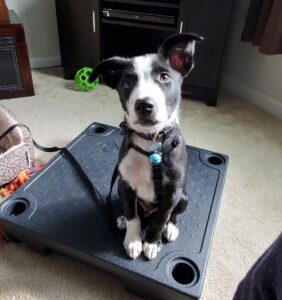 Lehigh valley puppy training