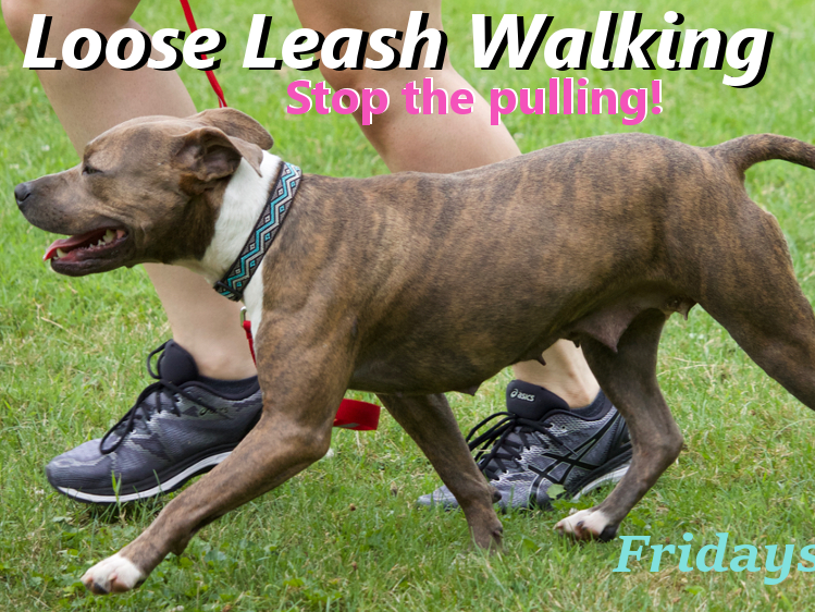 A dilute brindle dog jogging in a heel position, Help with Leash Pulling Allentown, PA.