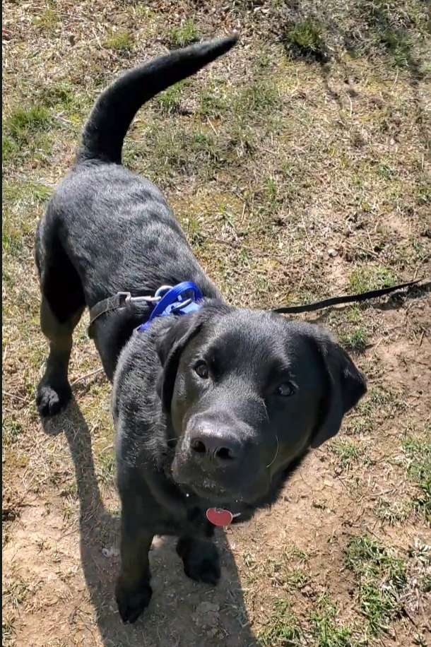 Photo of a black lab puppy board & train in lehigh valley learning to come when called outdoors.