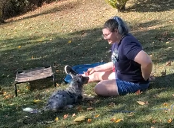 A long haired poodle mix puppy board and train learning how to "leave-it".