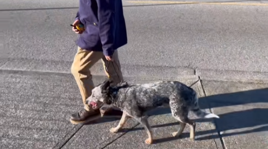 Dog with ears pinned back showing nervous body language