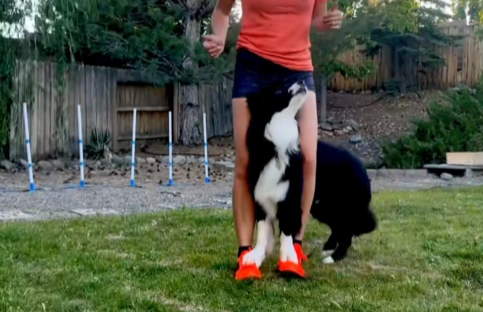 dog with tail down showing loose and wiggly body language